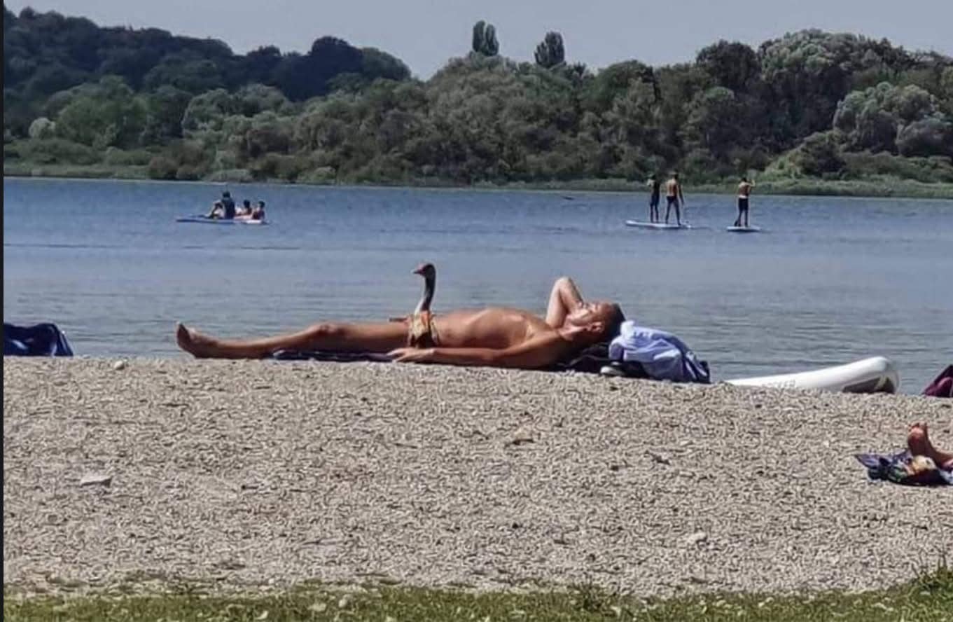 A funny meme showing a bizarre optical illusion where a man sunbathing on a beach appears to have the head and neck of a goose.