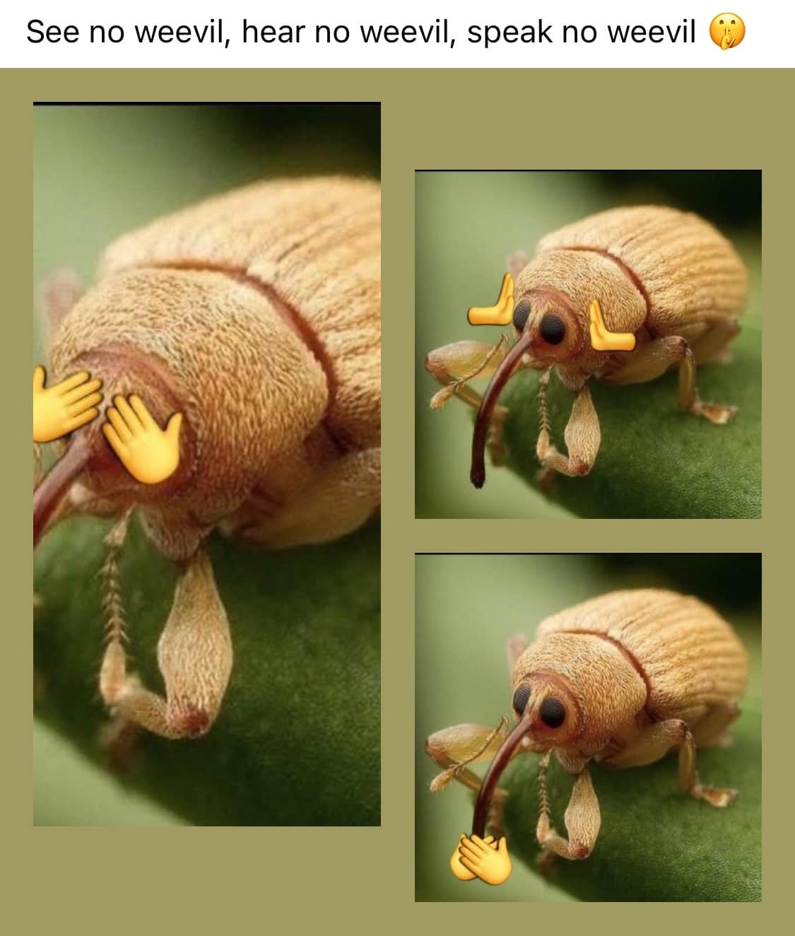 A funny meme that makes a pun on the "three wise monkeys" using pictures of a weevil bug.