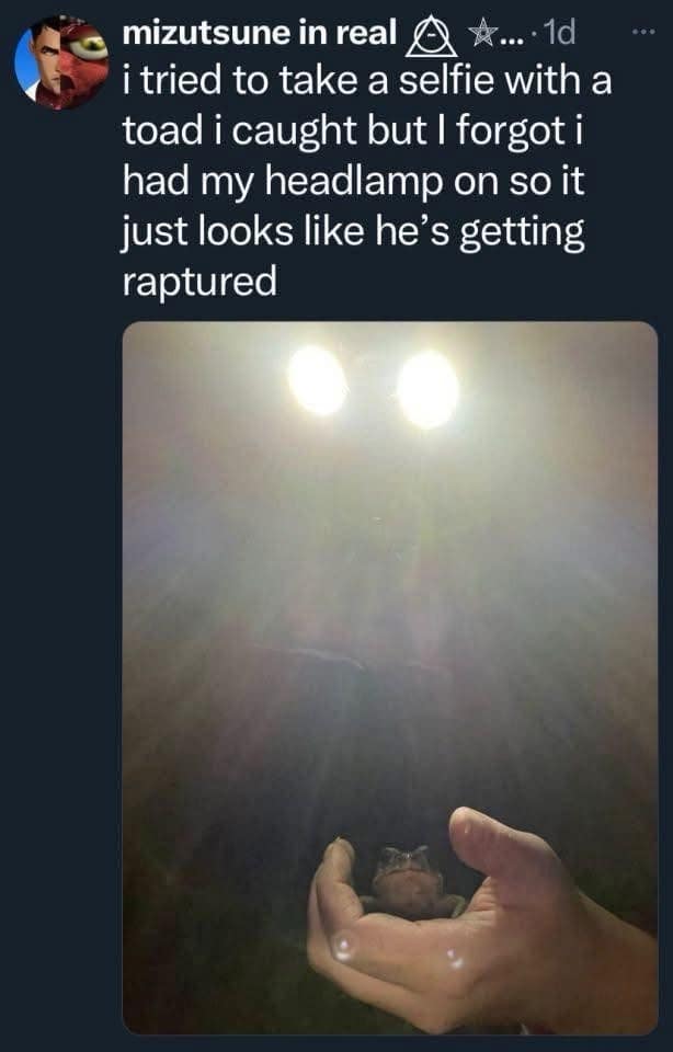 A hilarious meme of a tweet showing a toad that looks like it's being raptured due to a headlamp.