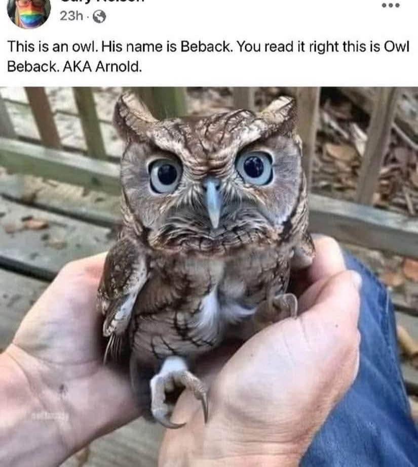 A funny meme of a Facebook post introducing a cute but angry-looking owl named "Owl Beback. AKA Arnold."