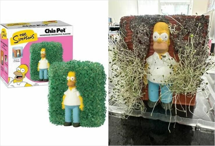 Lush green Homer Simpson Chia Pet from The Simpsons advertised versus the sad, sparsely sprouted reality received online shopping fail.