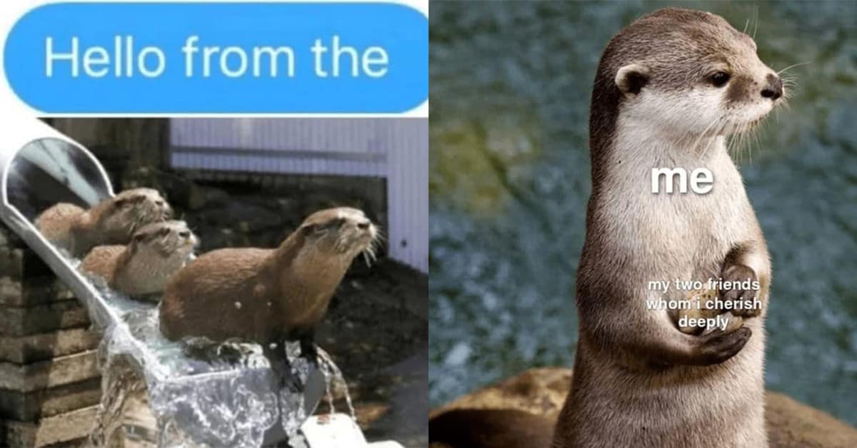 A collection of the funniest and most wholesome otter memes to brighten your day.