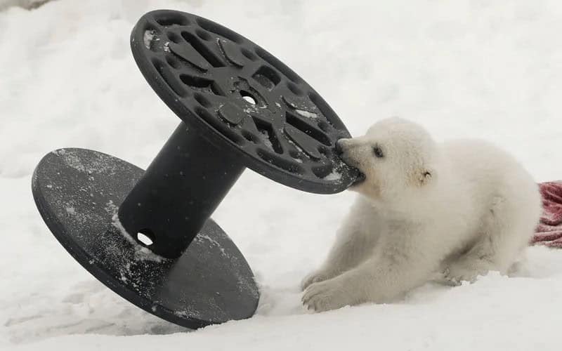 Adorable pictures of baby animals showing a tiny polar bear cub chewing on a large plastic spool in the snow