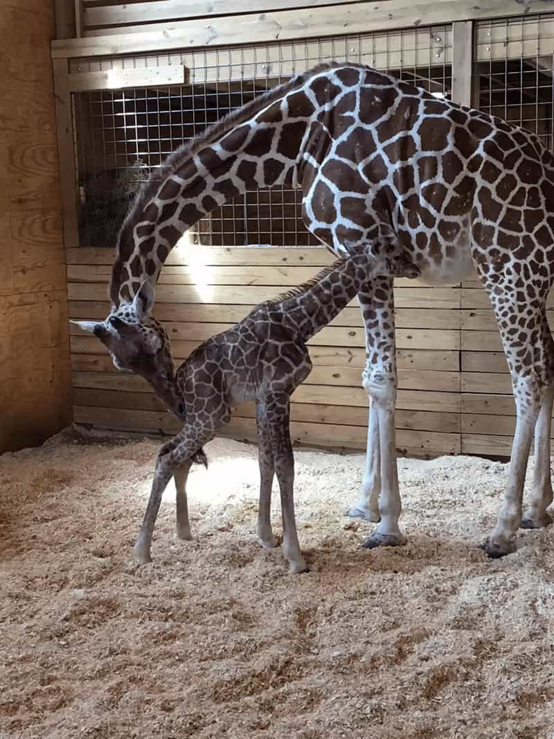 Pictures of baby animals showing a brand new, wobbly baby giraffe being nuzzled by its tall mother