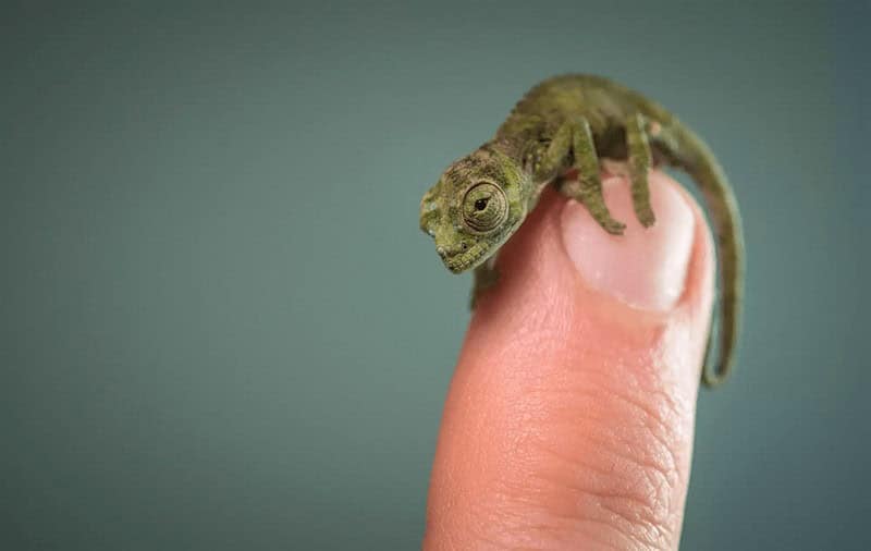 Tiny animal photos showing an incredibly small baby chameleon perched delicately on the tip of a human finger