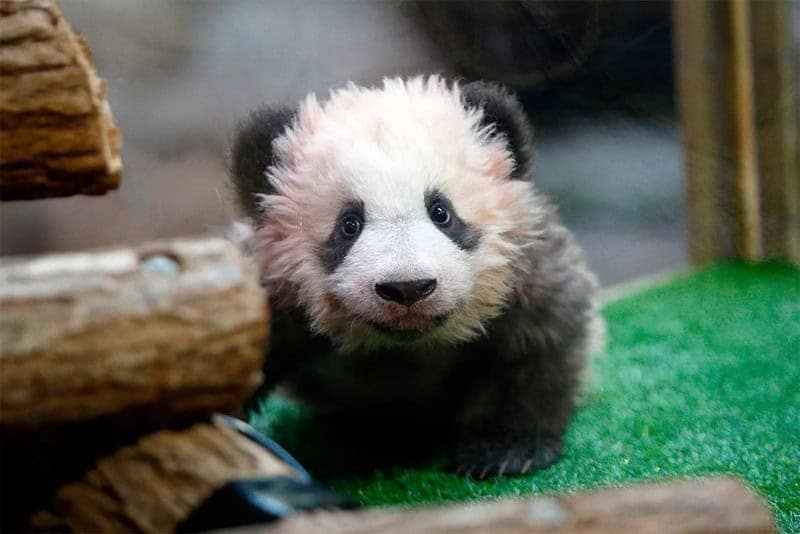 Cute pictures of baby animals featuring a fluffy, smiling baby panda looking directly at the camera