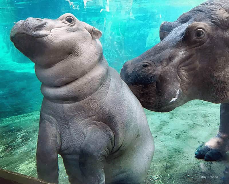 Pictures of baby animals showing a proud baby hippo calf swimming underwater next to its mother