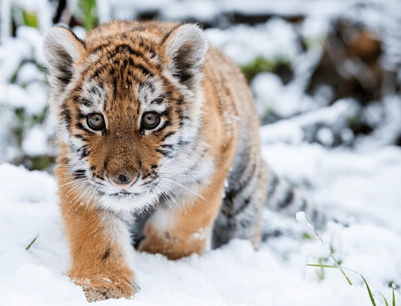 Stunning pictures of baby animals featuring a curious tiger cub carefully walking through a snowy landscape