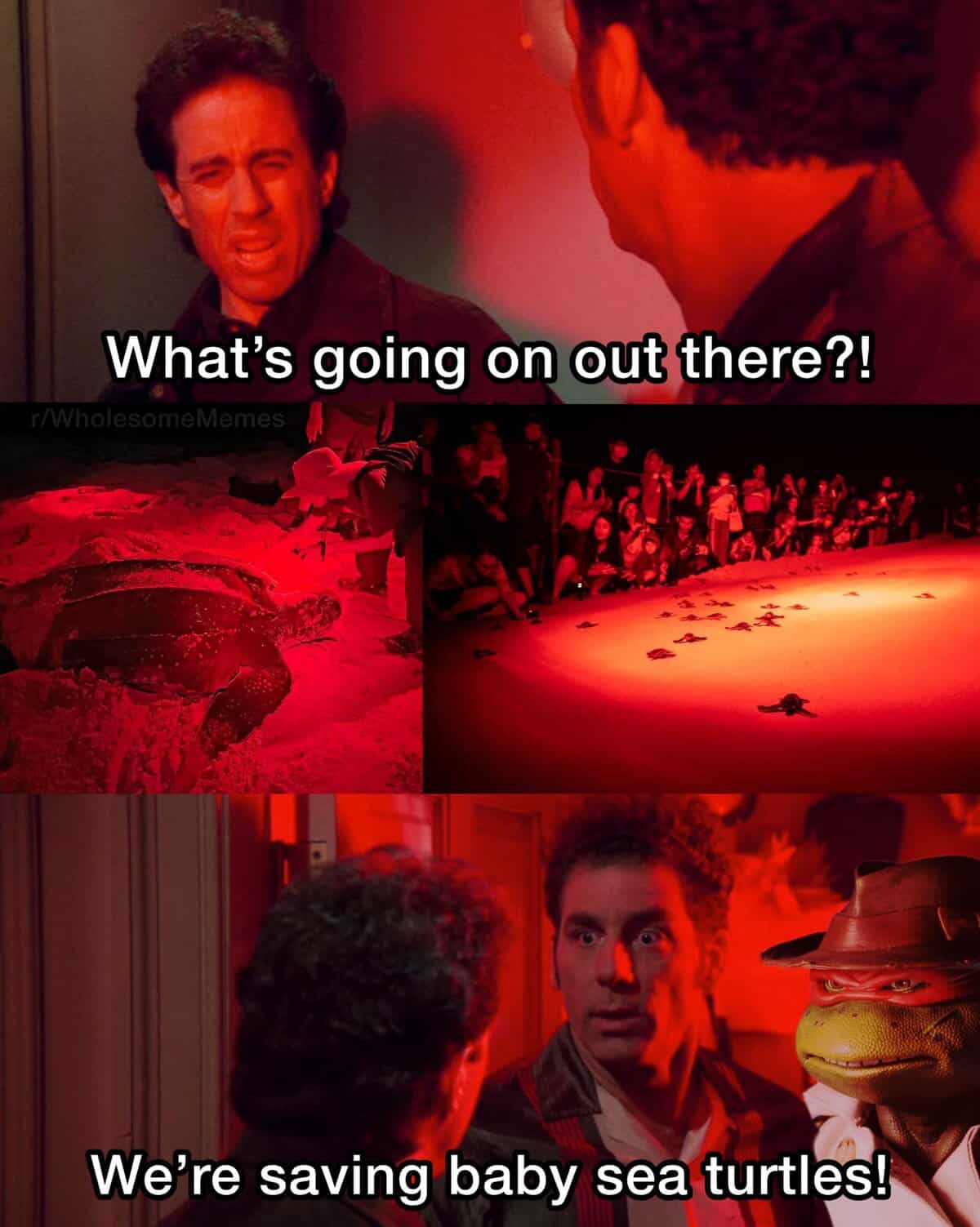 A funny and wholesome meme using a Seinfeld format to explain a chaotic scene as "saving baby sea turtles!"