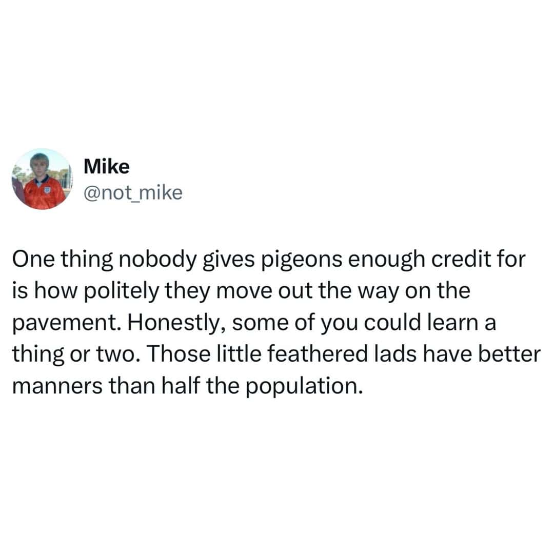 A funny British tweet and British meme praising pigeons on the "pavement" for having better manners than most people.