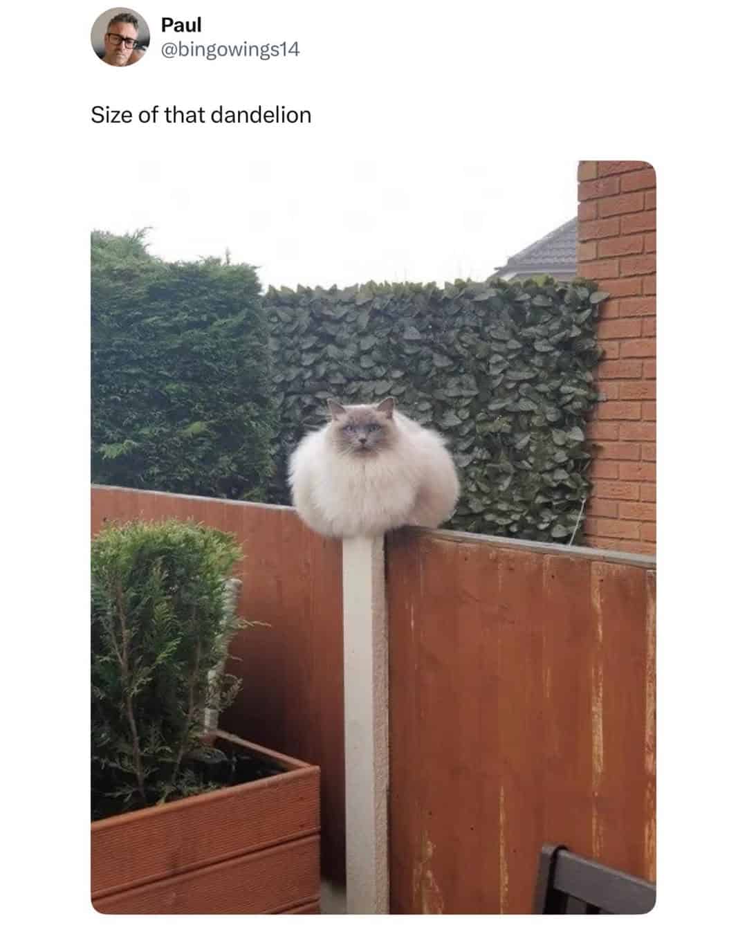 A funny British tweet and British meme calling a very round, fluffy cat on a fence post a "dandelion."