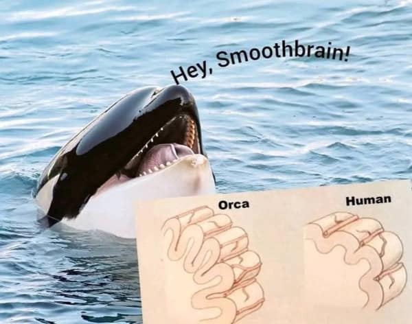 Animal meme comparing an orca brain to a smooth human brain.