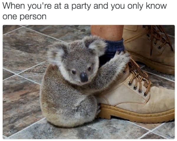Animal meme showing a koala clinging to a boot at a party