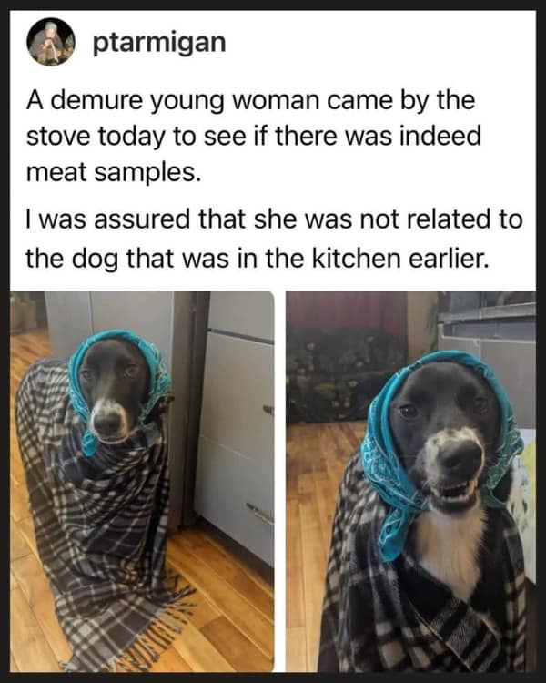Animal meme featuring a dog wearing a babushka scarf in the kitchen