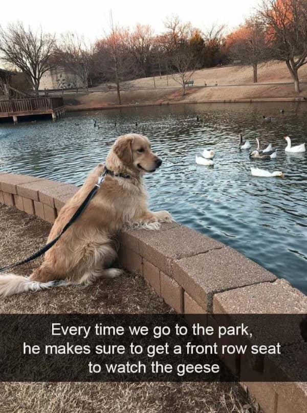 Animal meme showing a golden retriever sitting on a wall watching geese