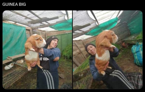 Animal meme showing a massive guinea pig being held by a woman