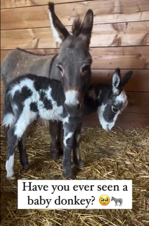 Animal meme showing a cute baby donkey with cow-like spots