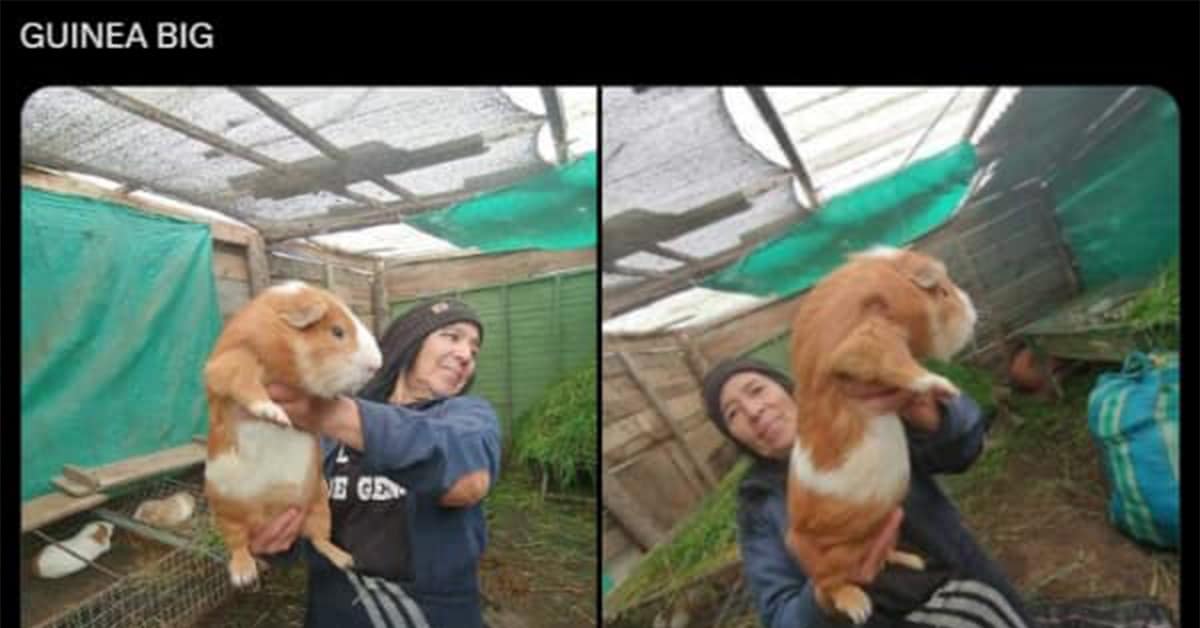 A collection of the best animal meme posts trending this Monday.