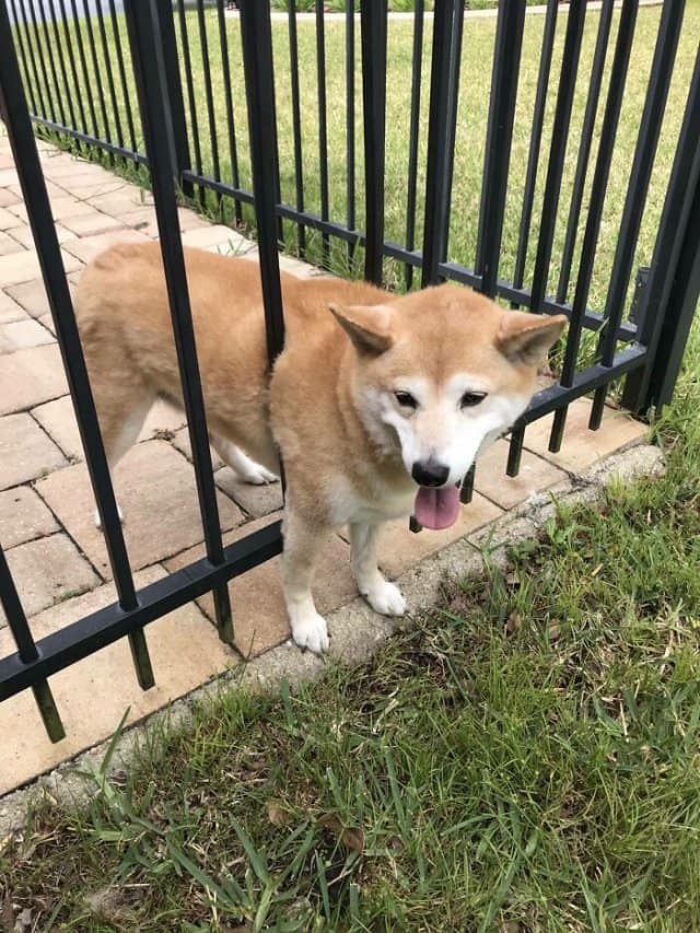 A Shiba Inu dog, one of the animals stuck in weird places, looking goofy with its head through a metal fence