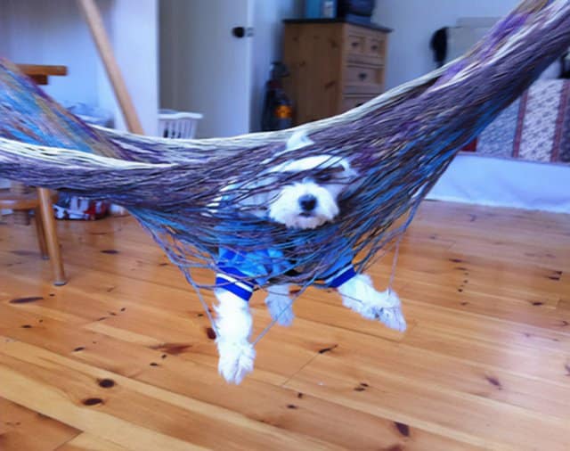 A funny stuck animal, a small white dog, completely tangled and stuck in the netting of a hammock.