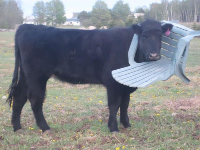 A funny stuck animal, a black cow, standing in a field with its head stuck in a green plastic lawn chair
