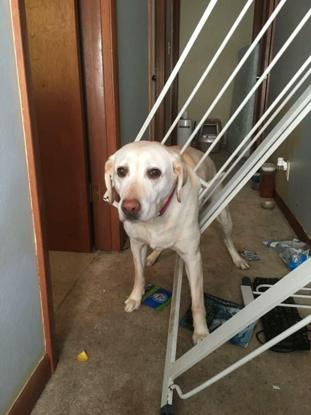 A yellow lab, one of the animals stuck in weird places, looking guilty and tangled in a white laundry drying rack.