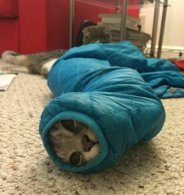 A funny stuck animal, a cat, with its head peeking out of the top of a blue sleeping bag, looking like a worm.
