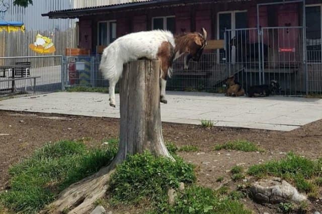 A goat, one of the animals stuck in weird places, awkwardly balanced and napping on top of a tall tree stump.