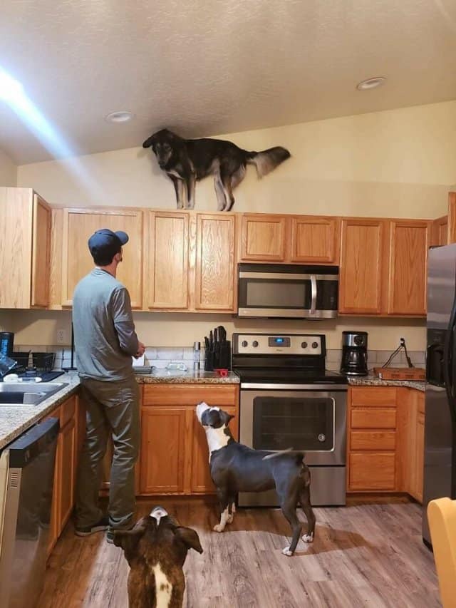 A large dog, one of the animals stuck in weird places, standing on top of a kitchen cabinet, with other dogs looking up.