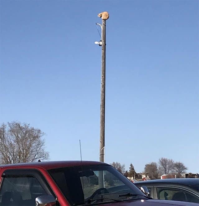 A funny stuck animal, an orange cat, perched precariously on the very top of a tall utility pole.