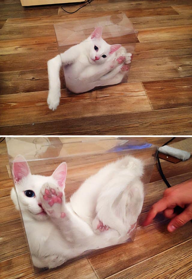 A white cat, one of the animals stuck in weird places, contorting its "liquid" body to fit inside a small, clear plastic box.