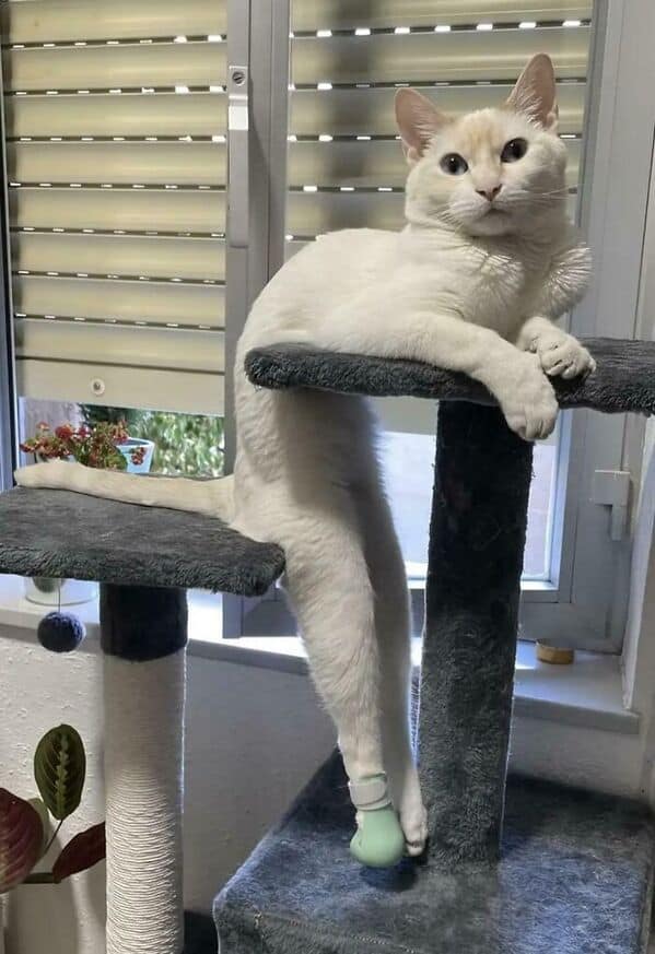 A funny white cat in a green sock, dangling one long leg off a cat tree perch.