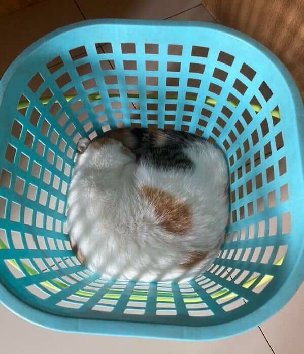 A calico cat curled up in a perfect circle, sleeping at the bottom of a blue laundry basket.