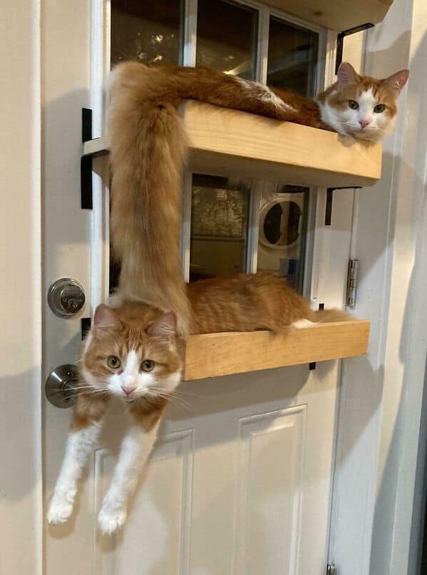 Two orange cats on shelves create a "long cat" illusion, proving cats are liquid.
