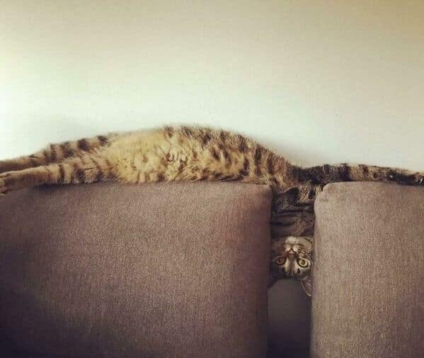 A funny tabby cat "melted" over the back of a couch, hanging its head upside down.