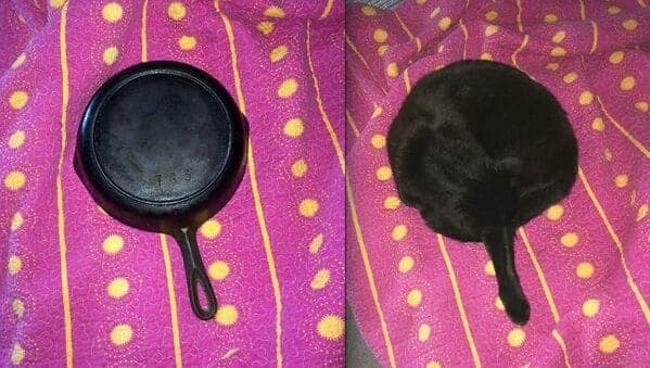 A funny black cat curled up in a circle, looking exactly like a cast-iron skillet.
