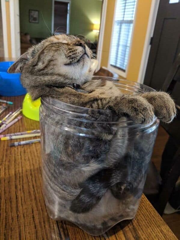 A happy tabby cat "if it fits, it sits" in a small, clear plastic jar.