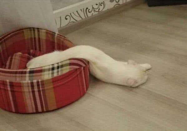 A long, white cat "melting" out of its plaid bed and onto the hardwood floor.