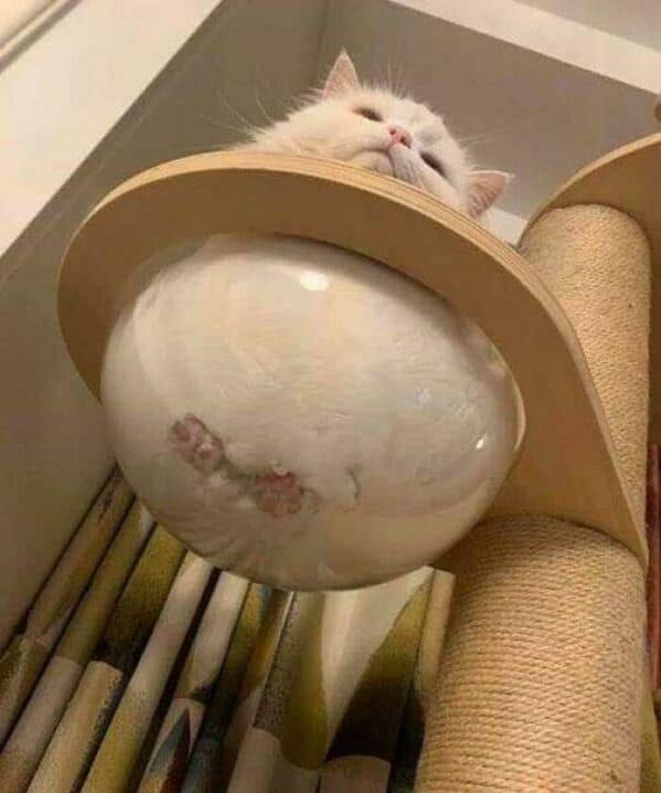 A white cat "melted" into a glass bowl on a cat tree, showing its pink toe beans.