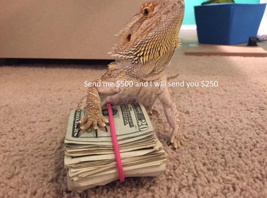 A classic meme of a bearded dragon on a stack of money, offering a terrible financial deal.