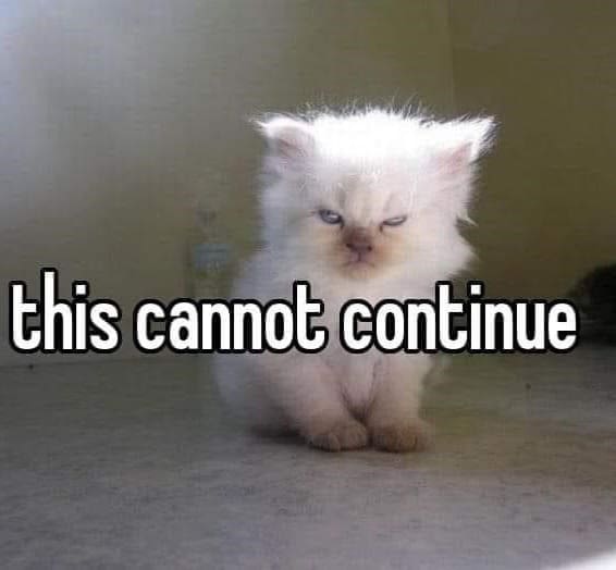 A classic meme of an anxious dog in a car, worrying about "wasting all my gas."