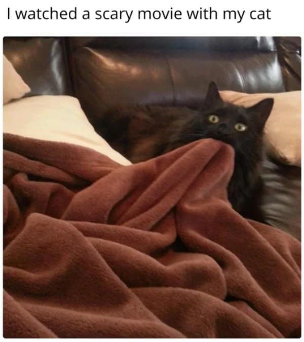 A classic meme from Twilight, joking about how introverts are exhausted and "don't need sleep, I need answers" after socializing.