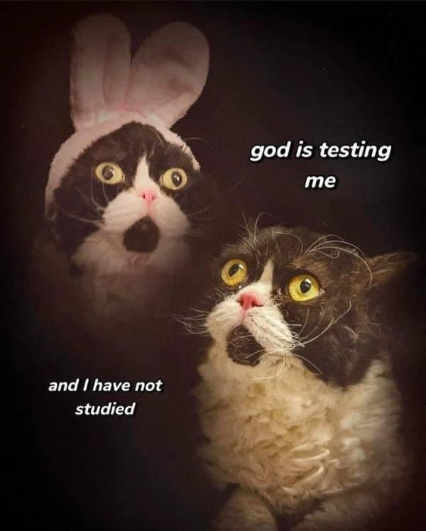 Classic meme of a cat in a bunny costume having an existential crisis