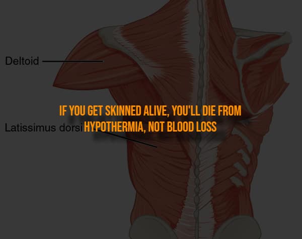 Muscle anatomy diagram explaining death by hypothermia when skinned alive creepy facts.