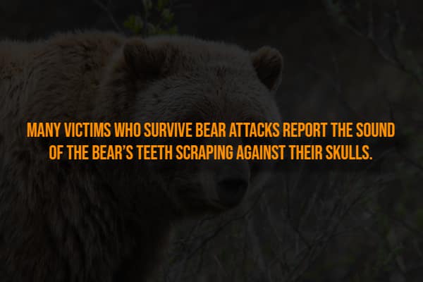 Brown bear face close up with text about bear attack survivors hearing teeth scraping.