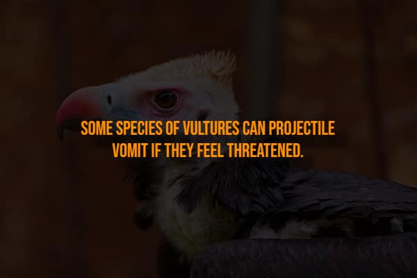 Close up of a vulture face explaining they projectile vomit when threatened.