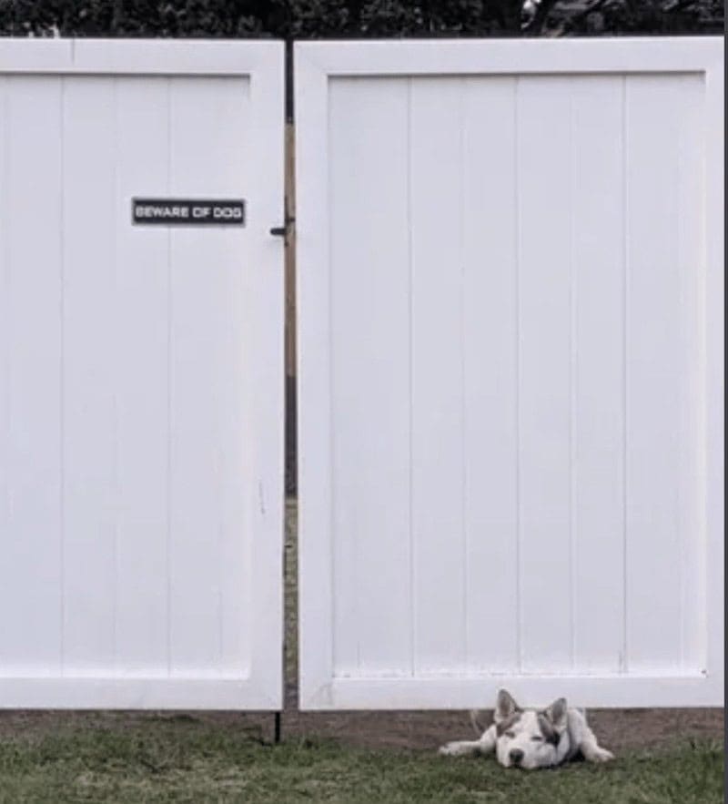 A funny design fail where a "Beware of Dog" sign is on a gate, but the dog is lying down outside the tiny gap underneath.