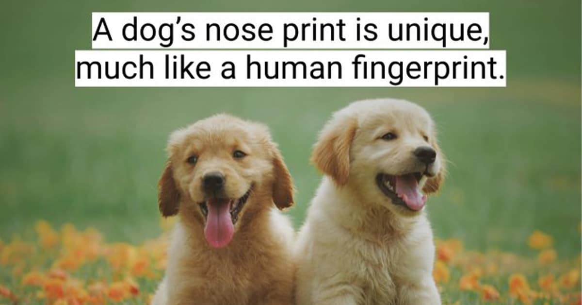 A gallery of 10 amazing dog facts that will make you appreciate your pup more.