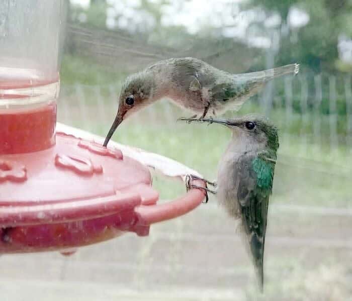 A funny animal picture of a hummingbird standing on another hummingbird's beak at a feeder.
