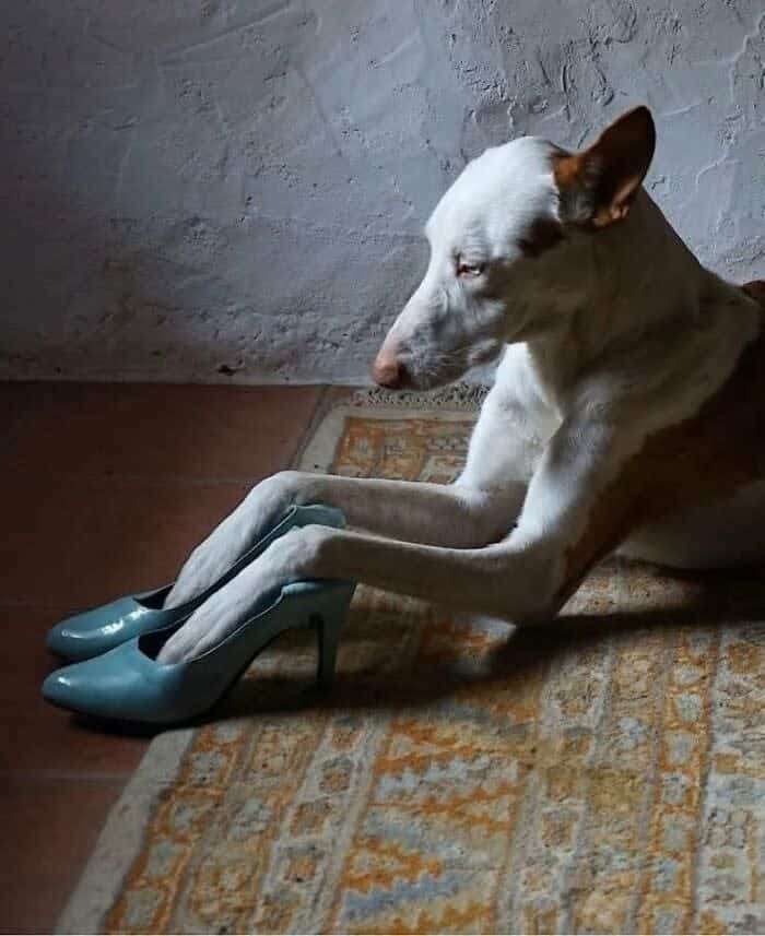 A funny animal picture of a graceful dog wearing a pair of blue high-heeled shoes.